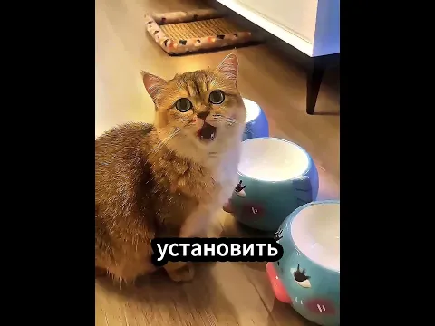 Кошка Тоже Хотела В Путешествие 😭❤️