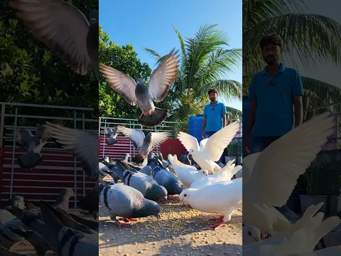 পায়রাদের সাথে আমার নিত্যদিন #shorts #shortvideo #pigeon #love