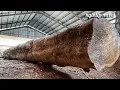 Download Lagu Spesial. Proses Gergaji Banting Kayu Jati Panjang Balok Joglo yang Tak Mudah Karena Ukurannya.