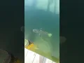 OMG WHAT A STUD behind Harbor Docks restaurant in Destin FL