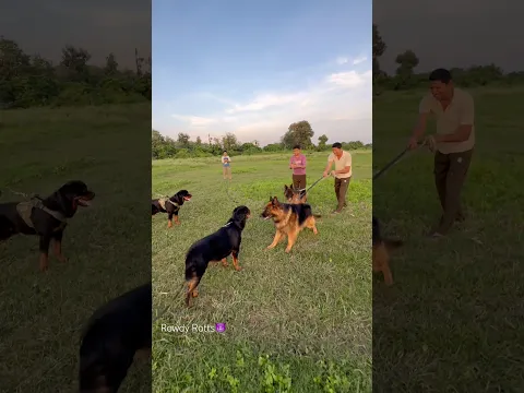Rottweiler Daisy protecting Thor‼️From 2German shepherd🚨✅#rottweiler #shorts #viral #attack