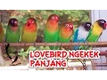 Download Lagu [Durasi Panjang] Suara Lovebird Ngekek Panjang Untuk Masteran Murai Batu, Kacer Dan Cucak Ijo