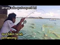 Lagu Ediyan tenan ikan di sini Ramai Banget Dan meledak gak ada Habisnya strike bertubi-tubi