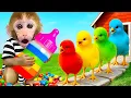 Download Lagu Monkey BonBon takes care of chicks dan menyeberangi jalan lava 🐒🐥🌋 MP3