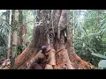 Download Lagu Butuh skill dan keberanian menebang kayu merbau besar ini