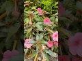 Download Lagu mooie bloemen #shorts
