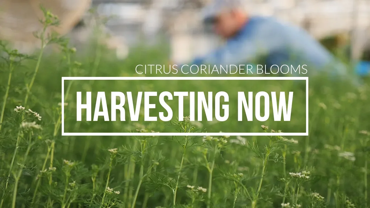 Harvesting Now   Citrus Coriander Blooms