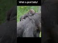 Baby Monkey pees on Mommy