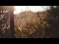 Sarah Neufeld - Where the Light Comes In