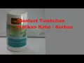 Khasiat kapsul patikan kebo / kerbau. Pembelian hubungi 087888676700 (WA)