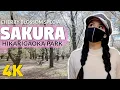 Download Lagu Beautiful Cherry Blossoms in Tokyo - Sakura Special!