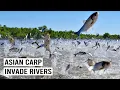 Download Lagu The Fight Against America’s Most Hated Fish: Asian Carp