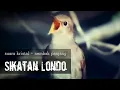 Download Lagu Burung SIKATAN LONDO Nembak Panjang Suara Kristal !!