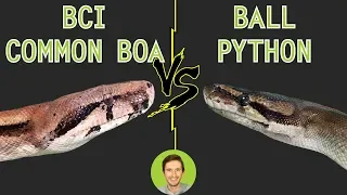 Ball Python vs Common Boa BCI - Head To Head