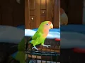 Download Lagu Lovebird talking 😍 | tame lovebird #shorts #viral #youtubeshorts #shortvideo