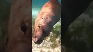 Curious Seals of Baird Bay