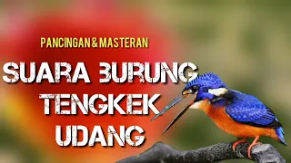 Download MASTERAN TENGKEK UDANG || suara masteran paling di cari GACOR MP3