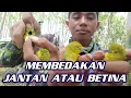 Download Lagu Perbedaan jantan dan betina burung sirpu hasil pikatan @arifchannel