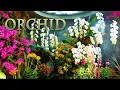 【4K Orchid 】Orchids are in full bloom at Chugoku-Shikoku Region. 高知と広島でラン展 #4K  #Orchid #牧野植物園
