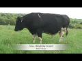 Beware of the Bull Holstein sweeper with cows