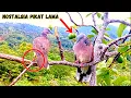Download Lagu Pikat Tekukur Ranting LEGENDARIS - Di Usia 15 Tahun Masih Bisa Diandalkan