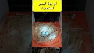 اي جهة البيض لمخصب جواب داخل الفيديو Birds Breeding كناري 