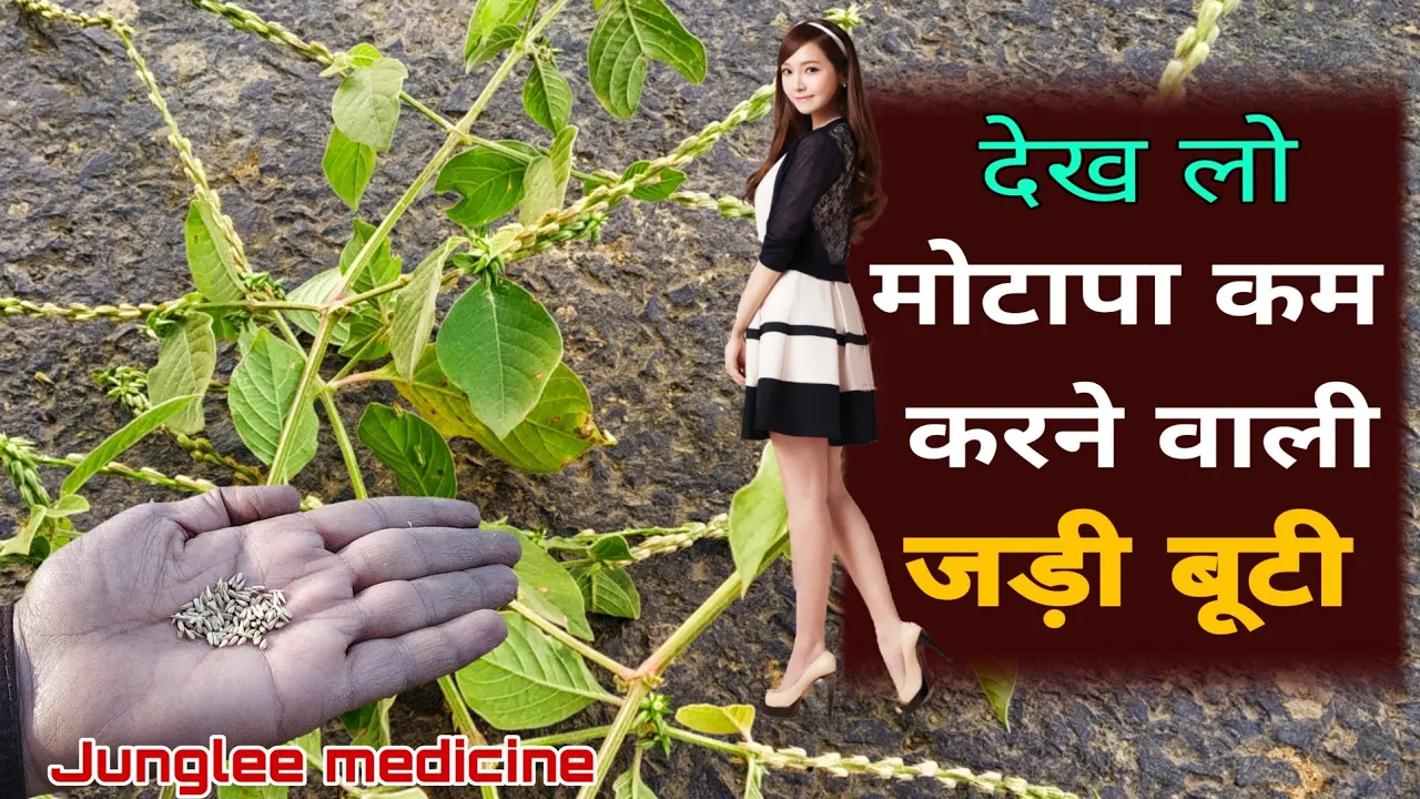 मोटापा कम करने वाली जड़ीबूटी अपामार्ग की पहचान और फायदे/Achyranthes aspera Plant