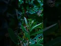 Download Lagu Nature status || whatsapp status morning #short