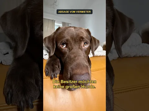 Wohnung im AUSLAND finden mit HUND? πΆ