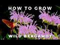Complete Guide to Wild Bergamot Monarda Fistulosa