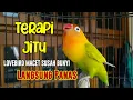 Download Lagu TERAPI AMPUH Lovebird NGEKEK PANJANG, 90% Lovebird MACET SUSAH BUNYI LANGSUNG PANAS IKUT NGEKEK