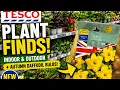 Tesco Plant Finds Are HERE Autumn Daffodil Bulbs Indoor Plants