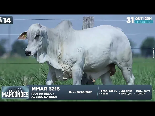Garrote Nelore MMAR-3215