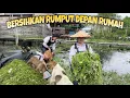 BERSIH BERSIH RUMPUT HALAMAN RUMAH SAAT BANJIR TINGGI