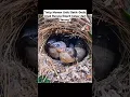 Download Lagu Intip Momen Unik! Detik-Detik Anak burung emprit keluar dari sarangnya#shorts #burung #birds