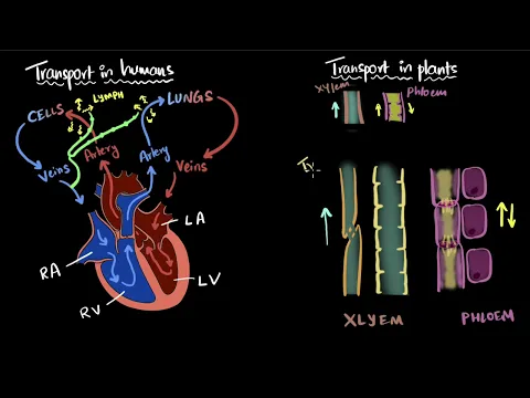 Transportation in humans plants Life processes Class 10 Biology Khan Academy - Science video for Grade 10