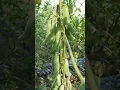 Download Lagu 🌹⁵☆•¹ M - Pea Family (Fabaceae) ▪︎ Velvet Bean (Mucuna pruriens)