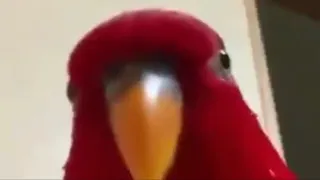 Red bird stare meme
