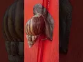 Download Lagu #short kiyong gondang lelet/siput merayap/snail creep with slowmotion