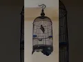 Download Lagu Suara Burung Kedasih seram. sambil ngopi santai