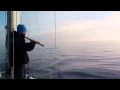 Download Lagu Dolphins in Eolian Islands (Sicily) at the dawn.