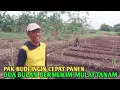 Perantau dari banyuwangi, wuih pak budi tak pernah lelah episode tanam mentimun