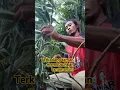Download Lagu memperbanyak tanaman srirejeki/hanjuang/andong #short