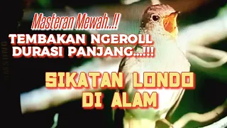 masteran mewah tembakan ngeroll durasi panjang sikatan londo di alam sikatanlondomewah