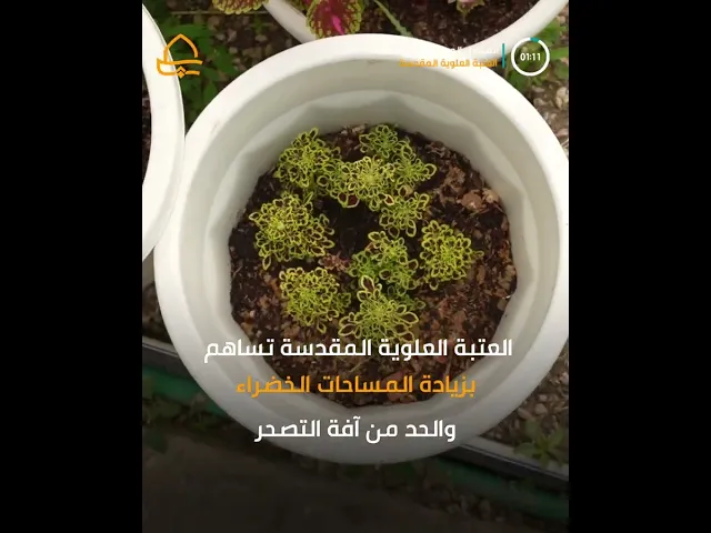 ⁣الأكبر في العراق .. المشتل المركزي في العتبة العلوية المقدسة يقدم ( 200 ) ألف شتلة سنويا