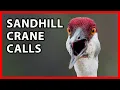 Sandhill Crane Calling and Dancing