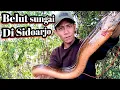 Download Lagu PASTI DAPAT BELUT BESAR.!!! Mancing di sini di jamin dapat belut besar