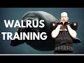 Walrus Training - Salute To Jim Wendler