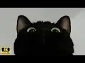 Download Lagu Unexplained black cat behavior