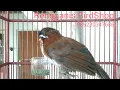 Download Lagu Burung Cica Kopi Melayu / Burung Kopi Kopi / Burung Cak Kopi